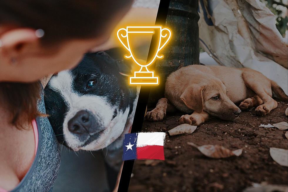 Ranking Dog Owners, 3 Texas Cities Did Well, 3 Were BAD DOGS!