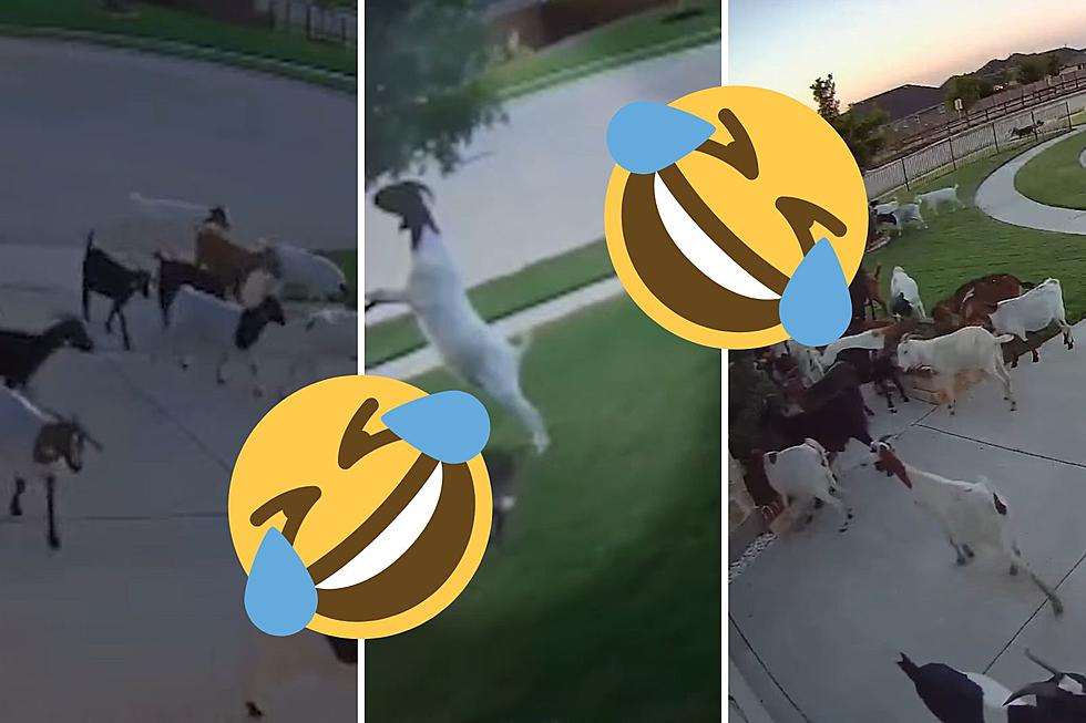 40 Goats Were Baaaaad and Invaded a McKinney, Texas Neighborhood