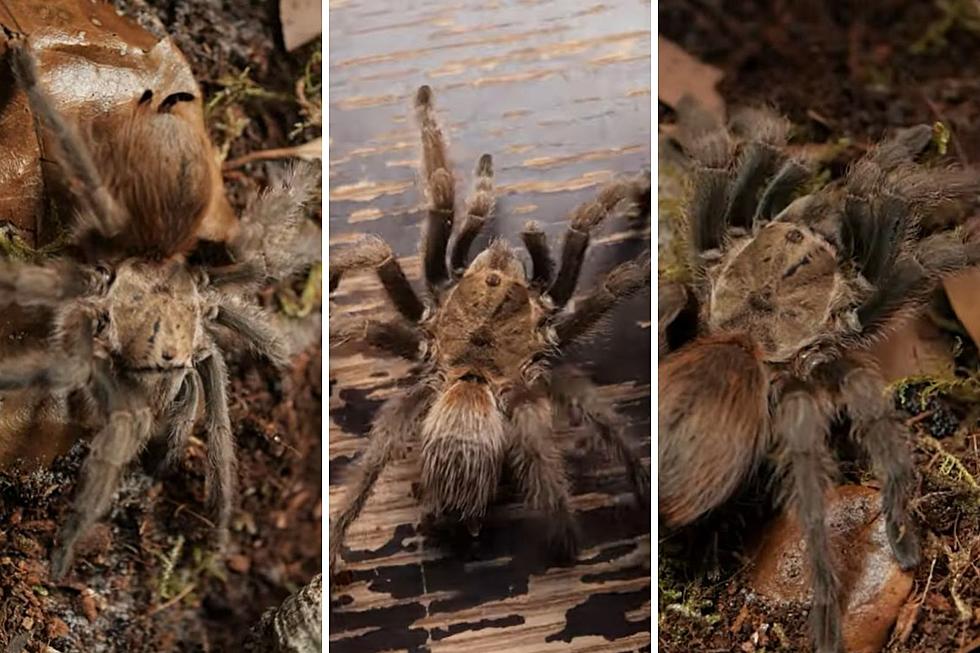 A Horde of 8 Legged Freaks are Moving Across Texas