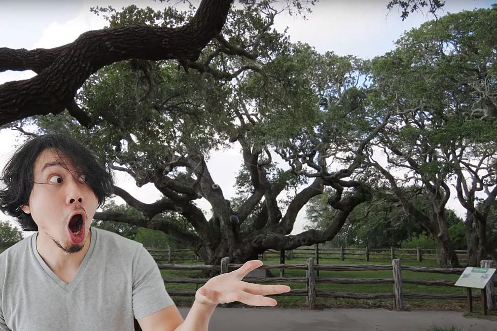 The Oldest Tree in Texas Over 1,000 Years Old and Going Strong