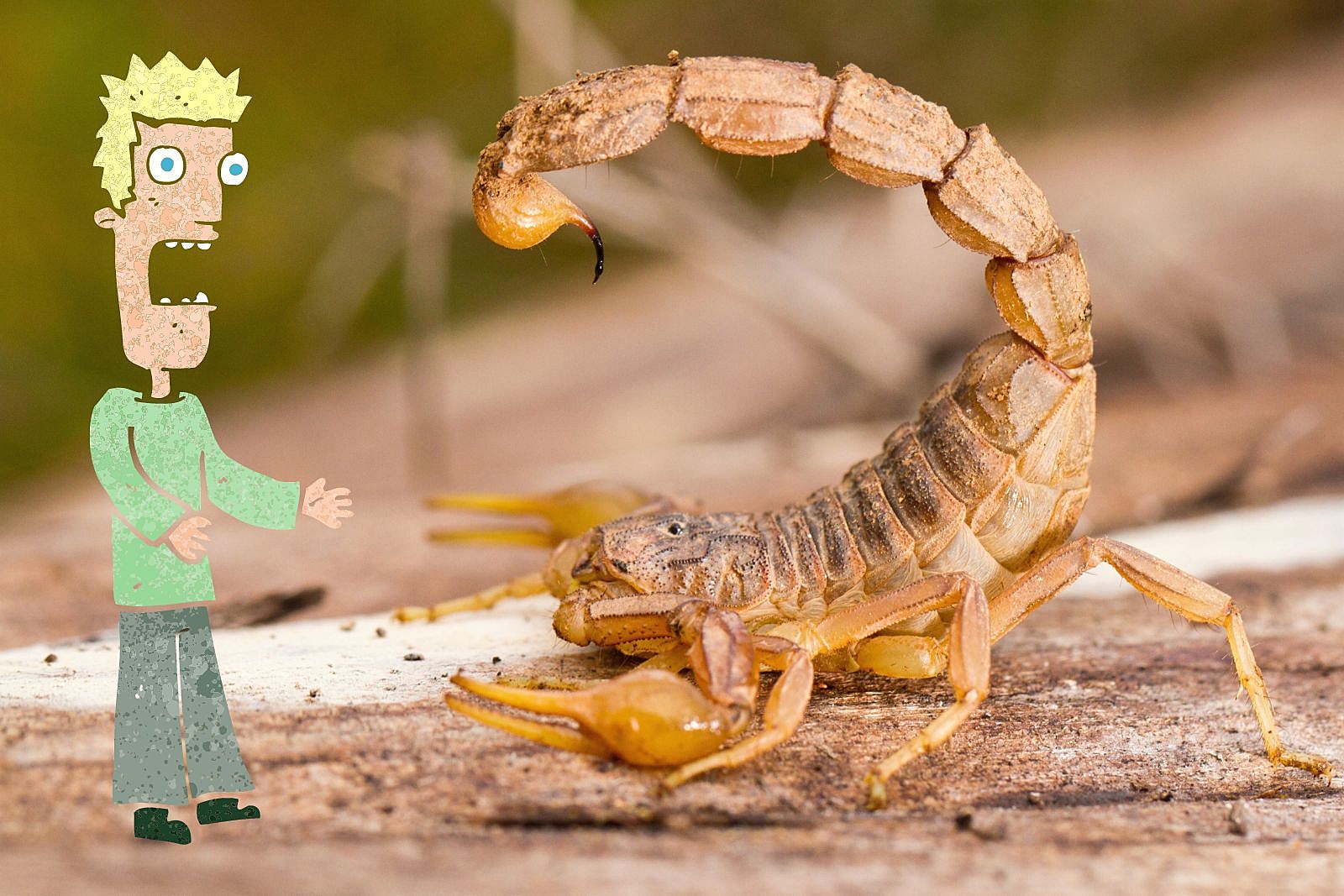 Some of the Most Common Scorpions You'll See in Texas [PHOTOS]