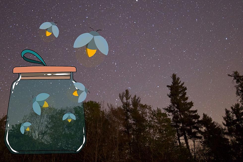 The Sad Truth: Why are the Fireflies Disappearing in Texas?