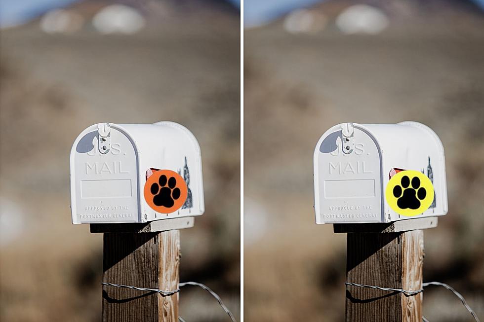 Why a Dog Paw Sticker Could Appear on Your Mailbox in Longview, Texas