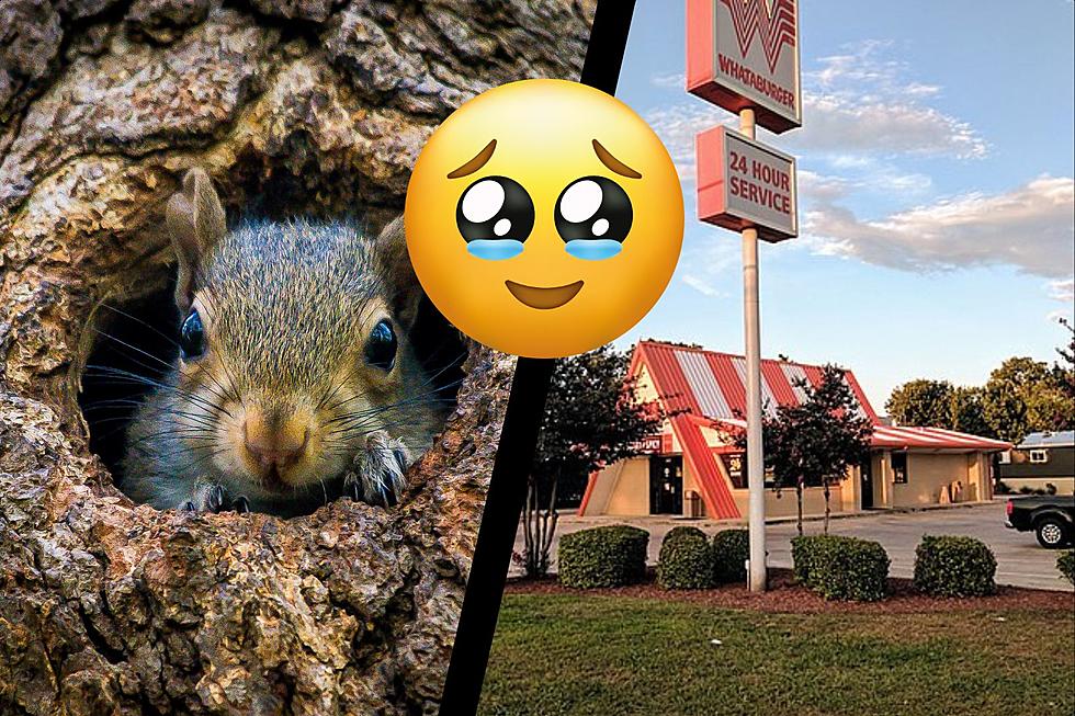 The Adorable Story of an Orphaned Squirrel in Texas Getting a Whataburger