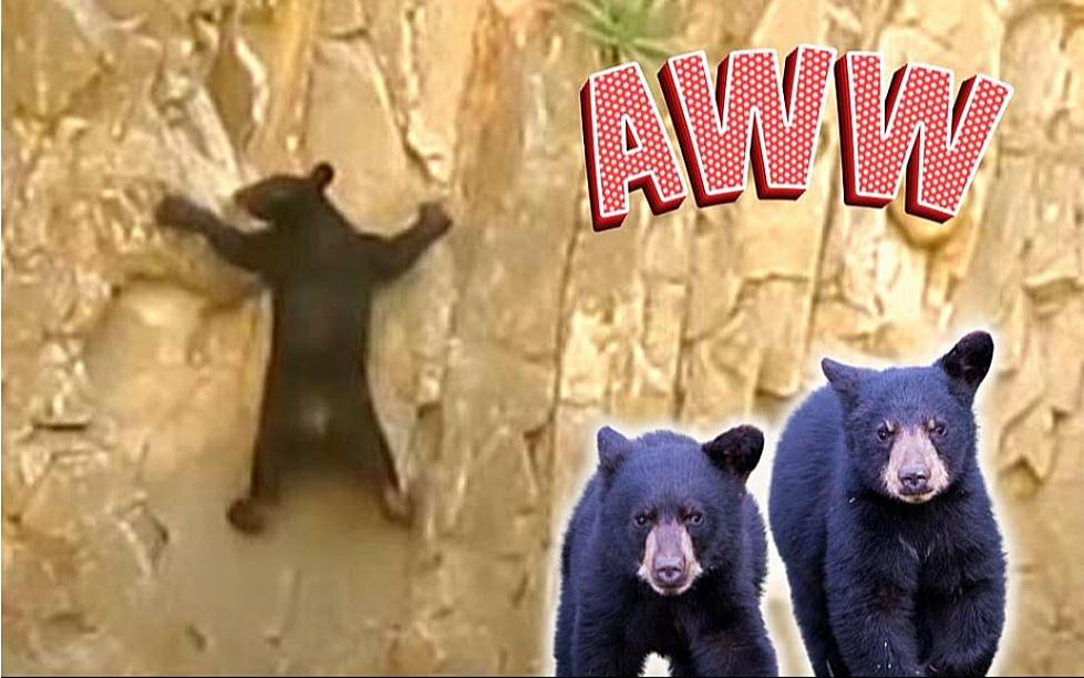 Cutest Video of Bears Rock Climbing at Big Bend National Park in Texas