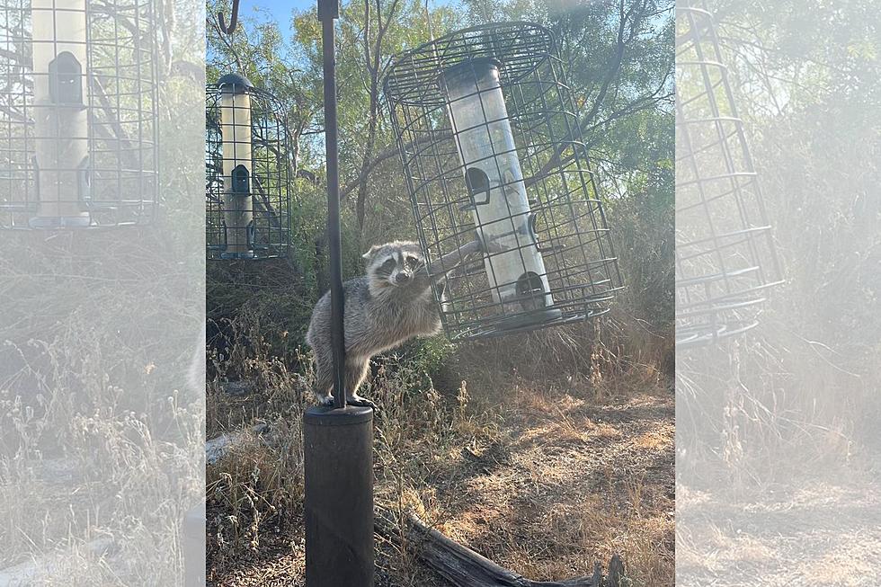 Texas Parks and Wildlife Helps Raccoon Attempting to Steal Food