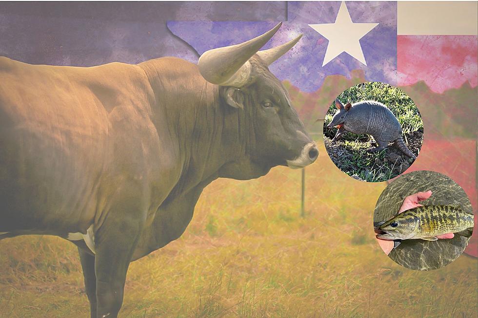 Learn About All 8 Official State Animals of Texas