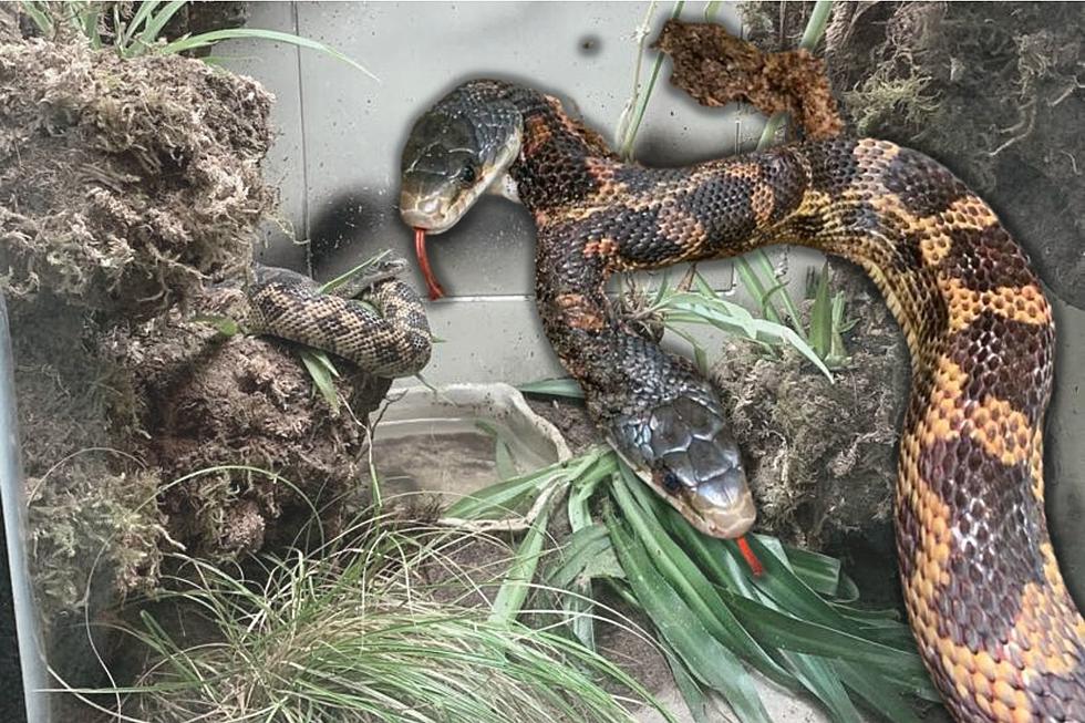 Wow! A Very Rare Two-Headed Snake is on Display at a Waco, Texas Zoo