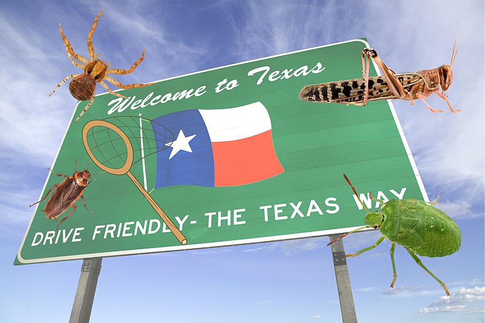 US Cities With Lots of Bugs, Texas Has 3 of the Top 5