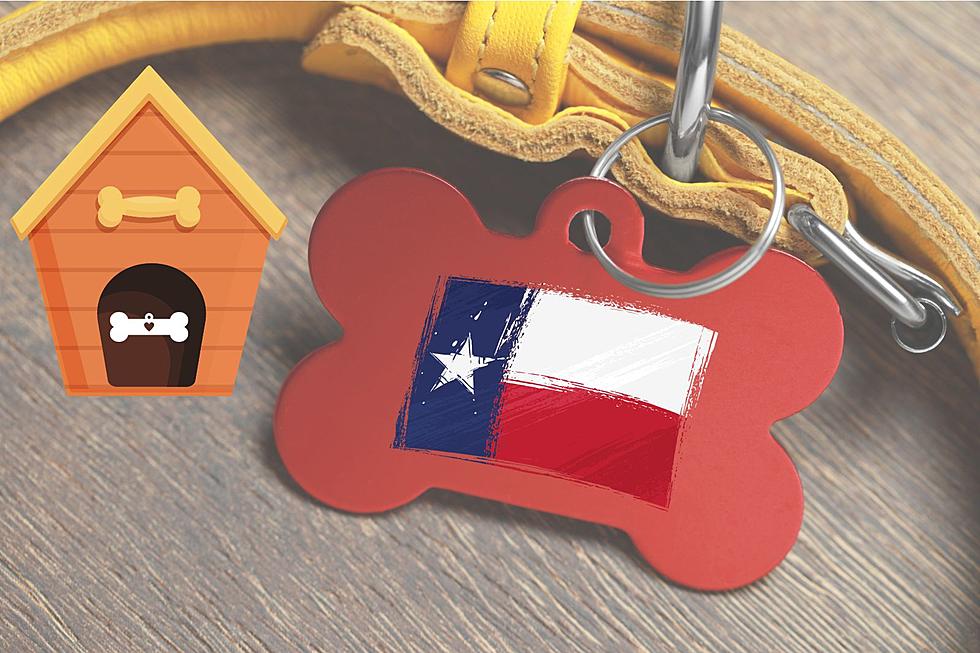 Most Popular Dog Names in Texas