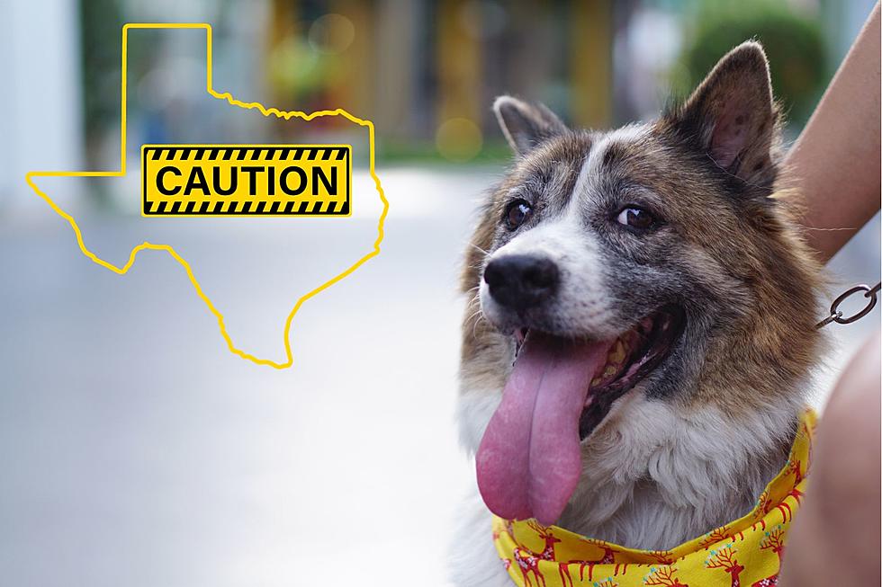 See a Dog in Texas Wearing a Yellow Bandana, Give it Space