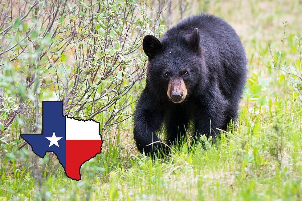 This is Why Black Bears are Making a Comeback Here in Texas