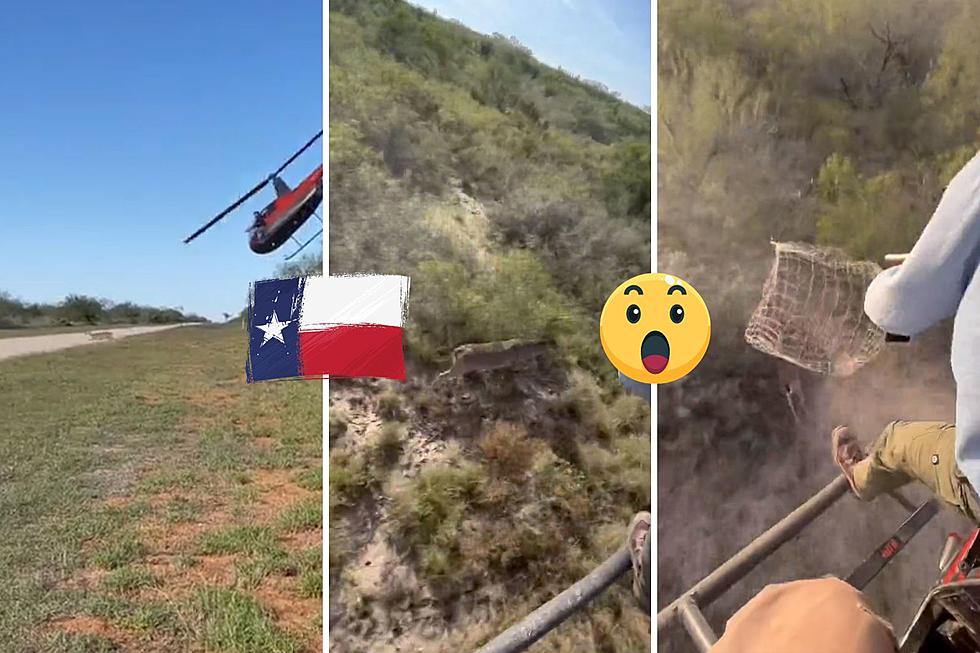Wow! Want to See the Texas Hunters Capture Deer in a Helicopter?