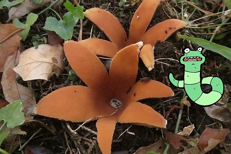 [WATCH] These Rare Mushrooms &#8216;Hiss&#8217; As They Bloom Across Texas Right Now