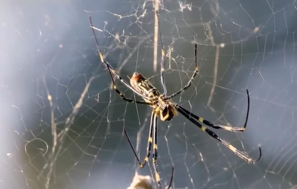 Experts Say Don’t Squash These Invasive Flying Man-Hand-Sized Japanese Spiders
