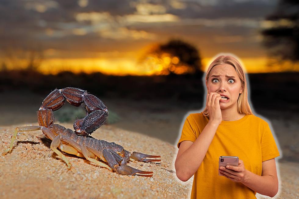 9 of the Freakiest-Looking Scorpions You’ll See in Texas