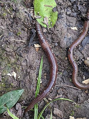 Earthworms are bait. They're also a nightmare for healthy