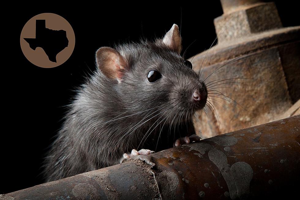 Two Texas Cities Among The Most Rat-Infested Cities in the U.S.