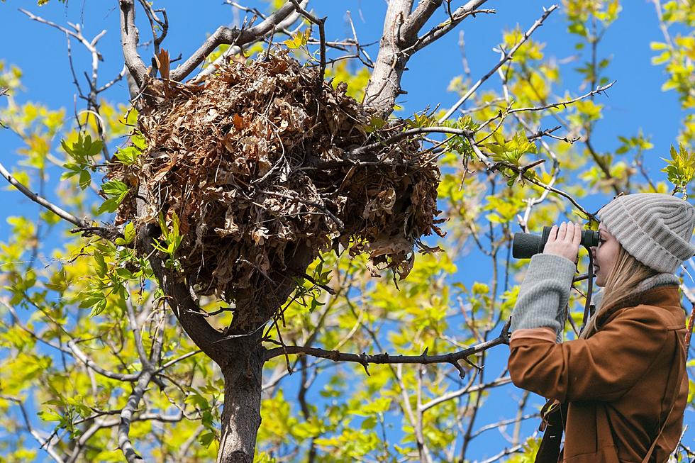 Ball Of Leaves in Your Texas Tree Isn’t a Birds’ Nest
