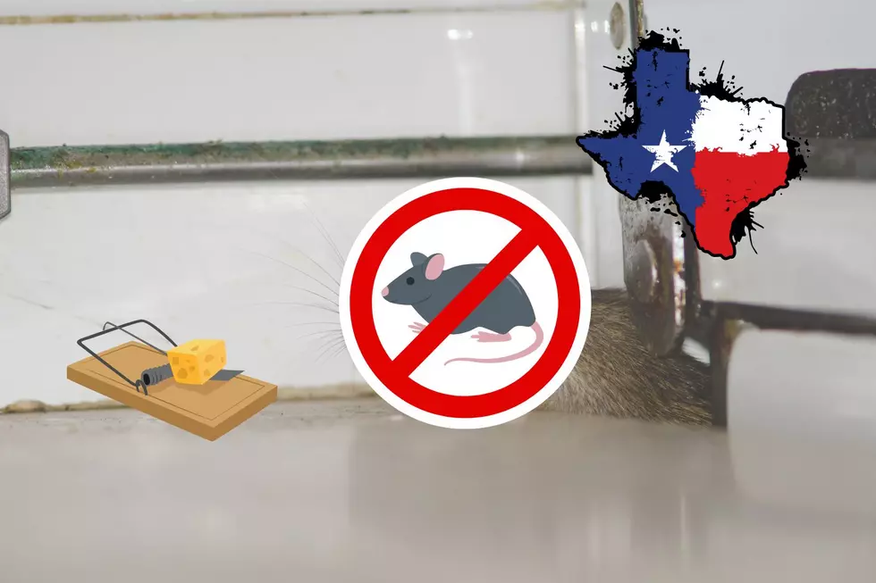 Rats Becoming More of a Problem In 2 Texas Cities