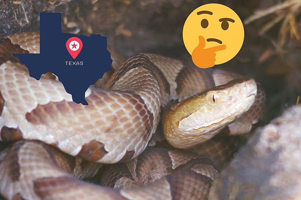 Copperheads are Getting Hungry in Texas and Will Soon be Gathering Under Your Oak Trees