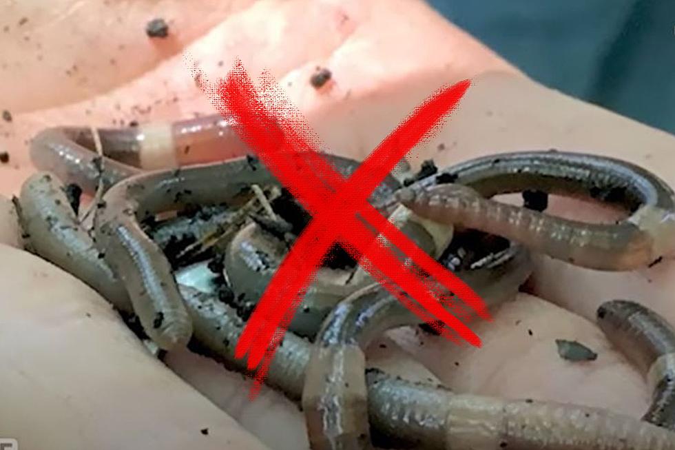 ‘If You See Them, KILL Them.’ Harmful Jumping Worms Will Invade Texas [VIDEO]