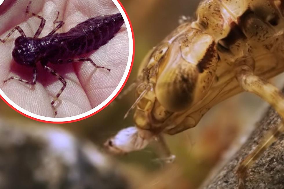 Don&#8217;t Kill These Creepy Bugs Either, They Protect Us From The World&#8217;s Deadliest Killer