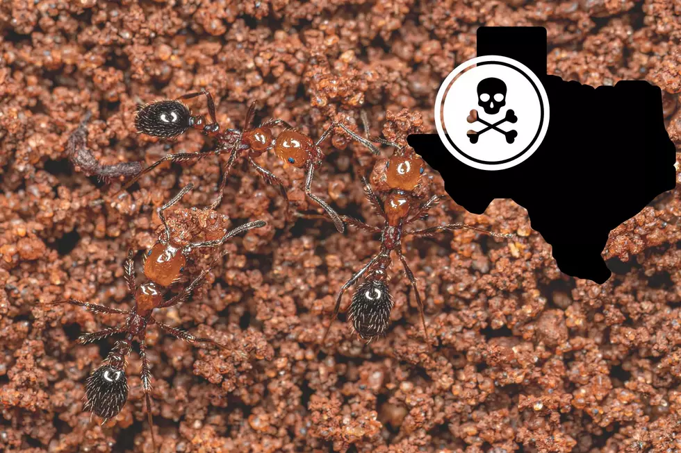 Here’s How to Get Rid of Every Fire Ant in Your Texas Yard