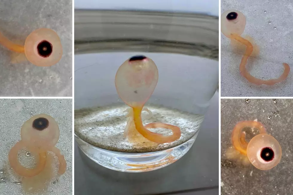 The Weird Eyeball Looking Creatures Washing Up on Texas Shores