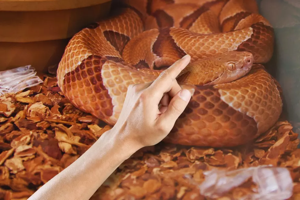 Texas Man Gets Hand Bit By Copperhead Snake Reaching Into His...