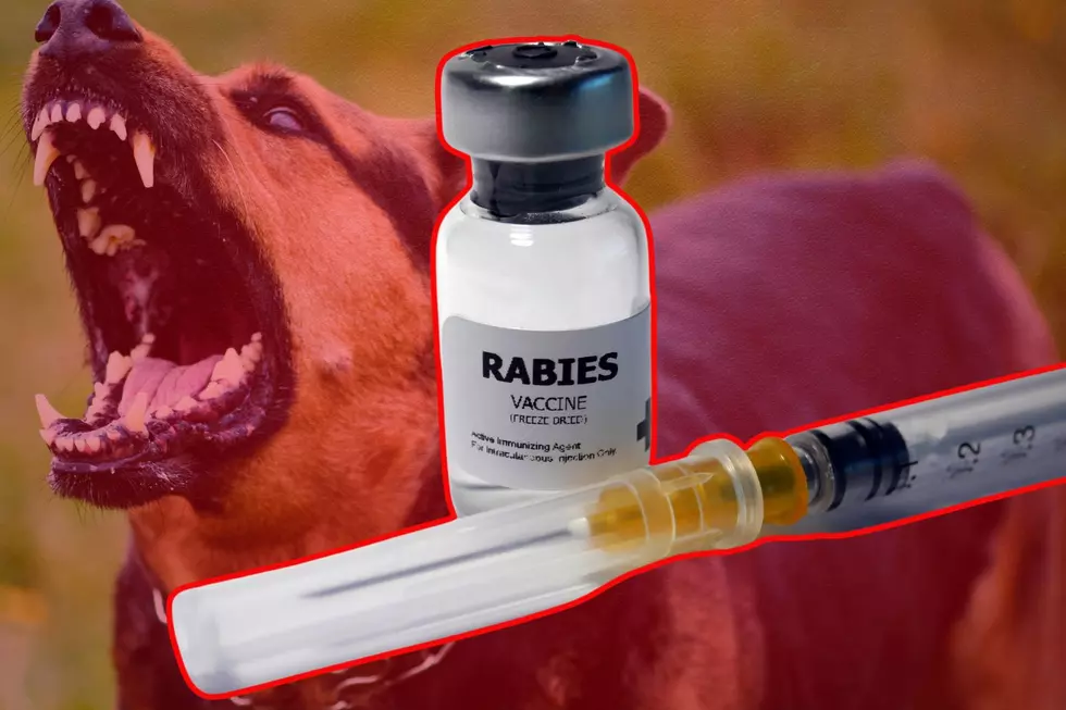 An Animal Tested Positive for Rabies Today in Tyler