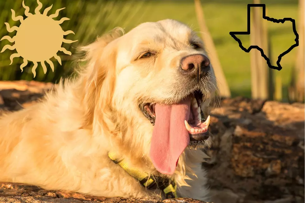 10 Ways to Help Your Pets Beat the Texas Heat