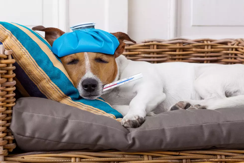 Sick Dog