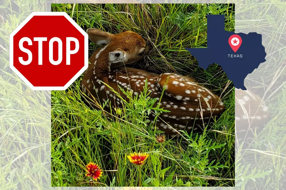 If You Are New to Texas, DO NOT ‘Save’ Wildlife Laying in a Field