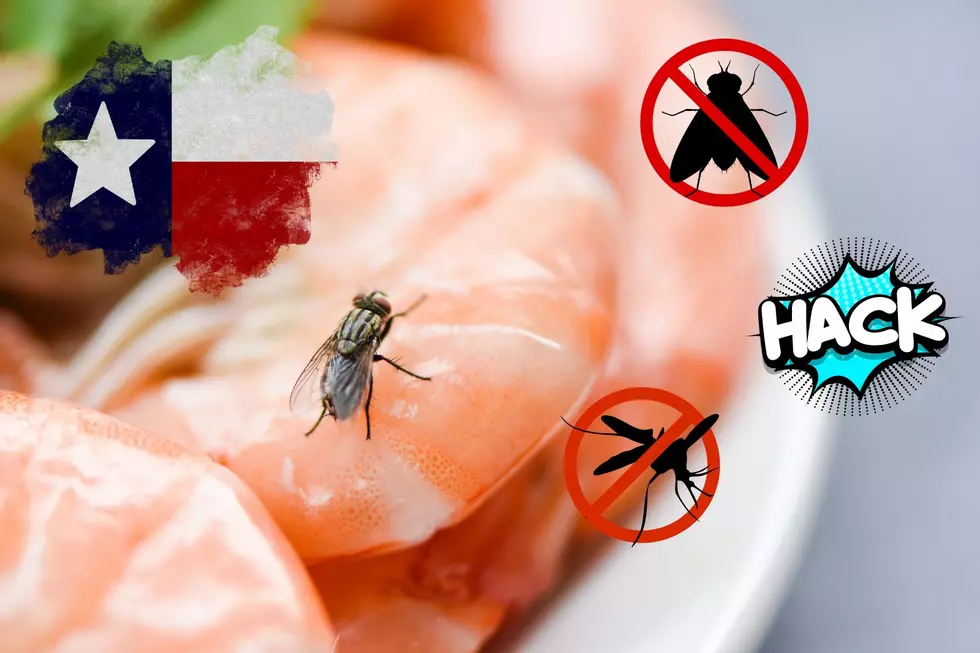 Amazing Online Remedy Kills Most Texas Flies, Mosquitoes, and Bugs
