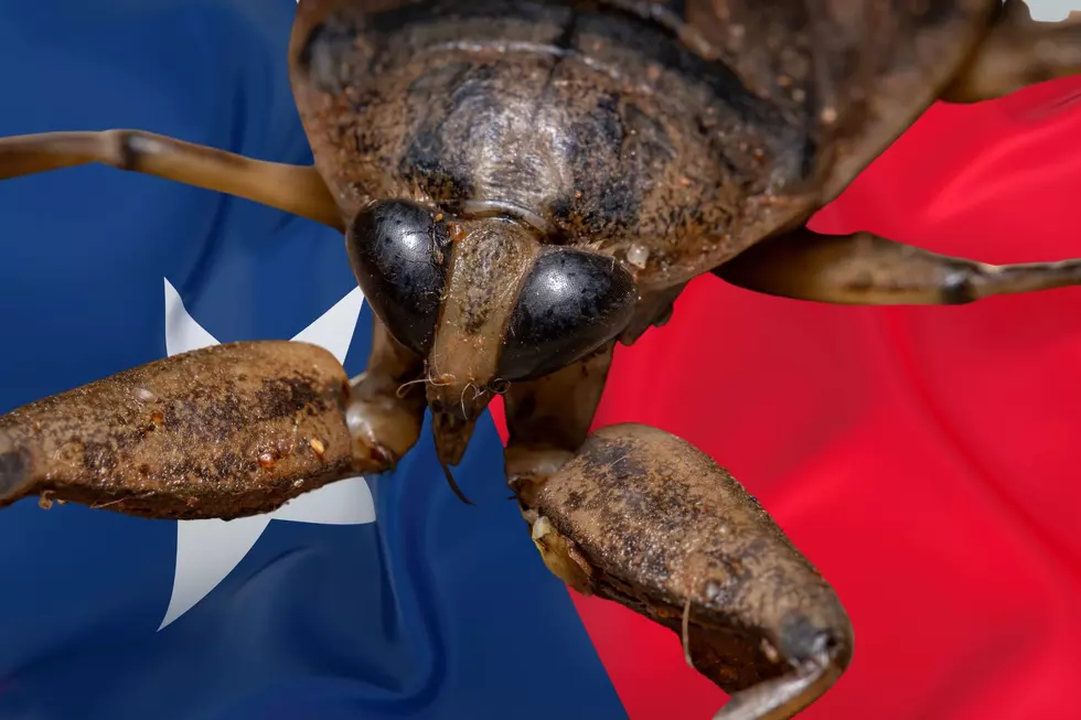 These 5 Gigantic Insects Found in Texas are Terrifying