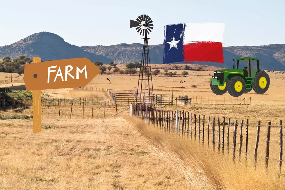 These Crops Bring in the Biggest Dollars in Texas