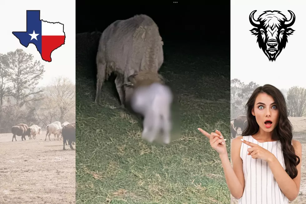 East Texas Ranch Welcomes Remarkable White Baby Bison