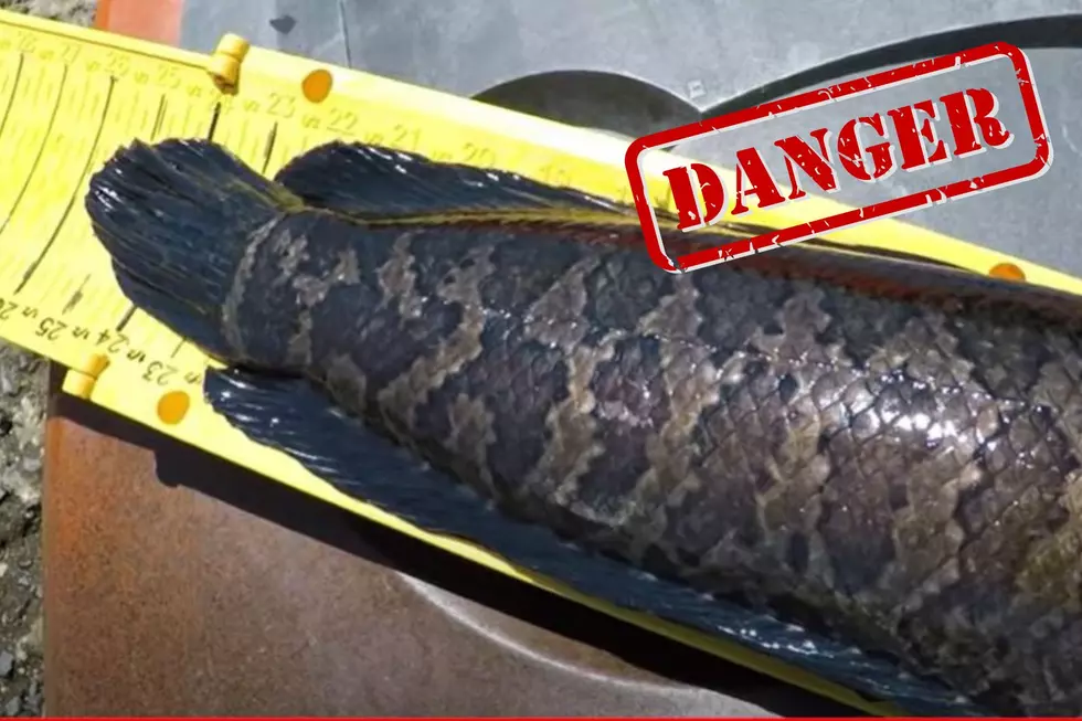 Fishermen Told to Kill Dangerous, Invasive Fish on Sight if Seen in Texas Waters