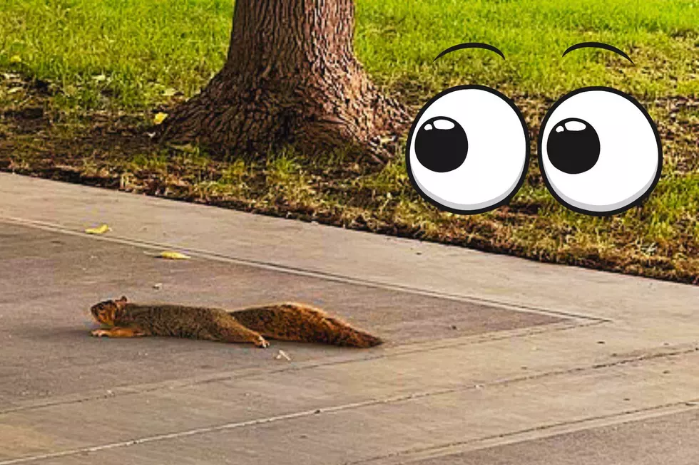 WATCH: Crazy Summer Heat in Texas Causes Our Squirrels to ‘Sploot’