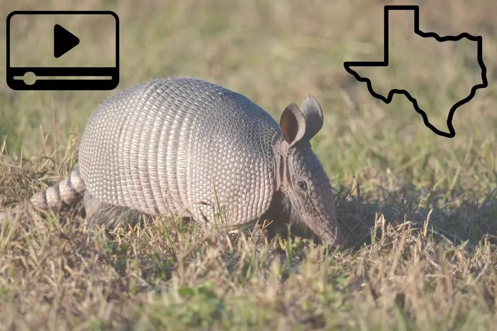 Watch Texas Armadillos Trying to Stay Cool in the Heat