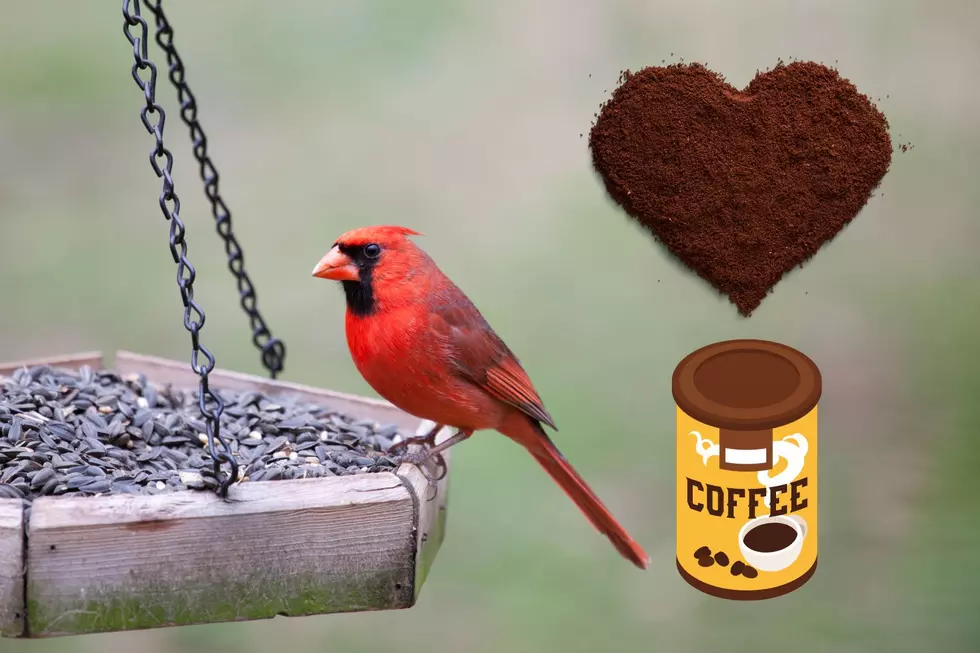 Why Texans Should Always Sprinkle Coffee Grounds Around Their Bird Feeders