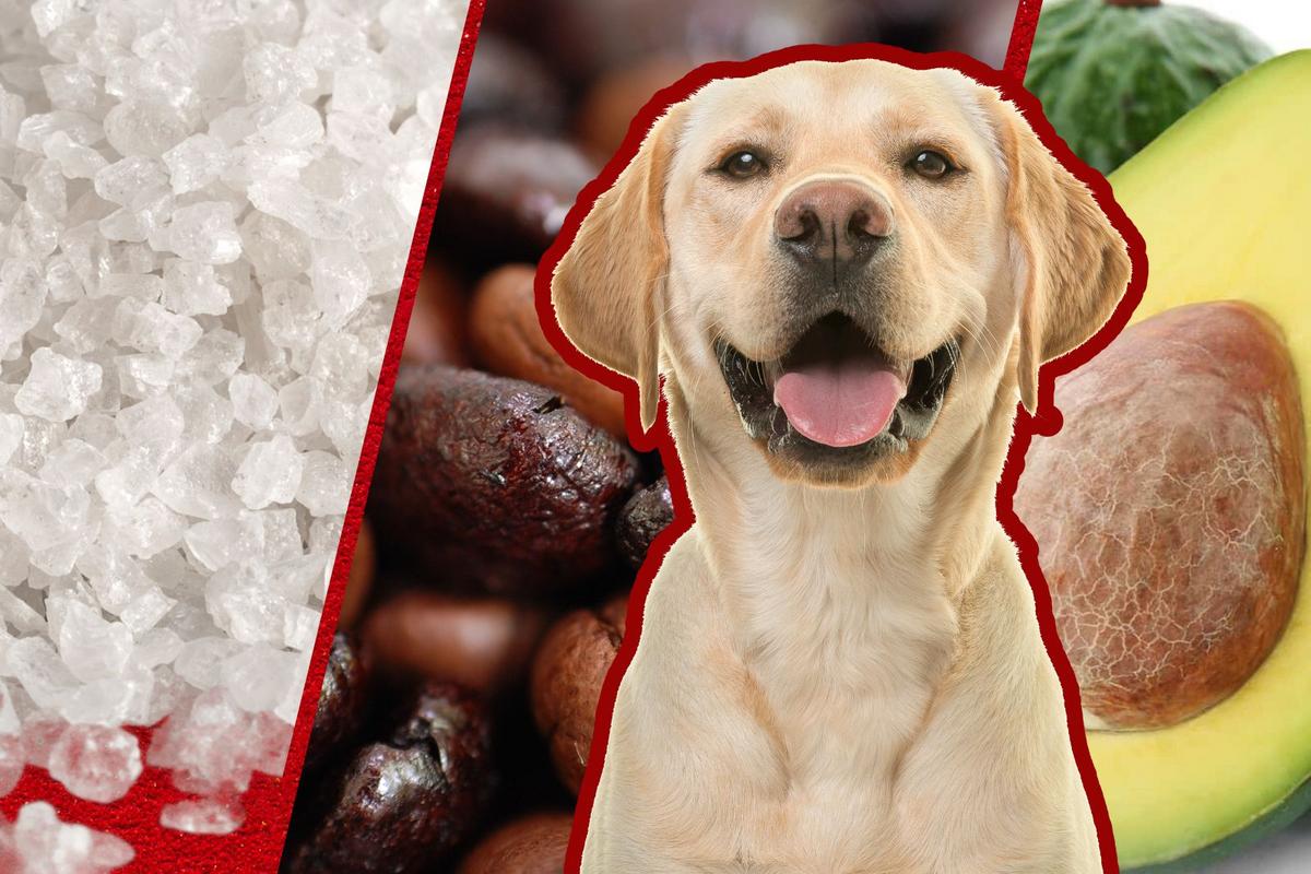 Can Vitamin D Kill a Dog: Shocking Risks Every Owner Must Know