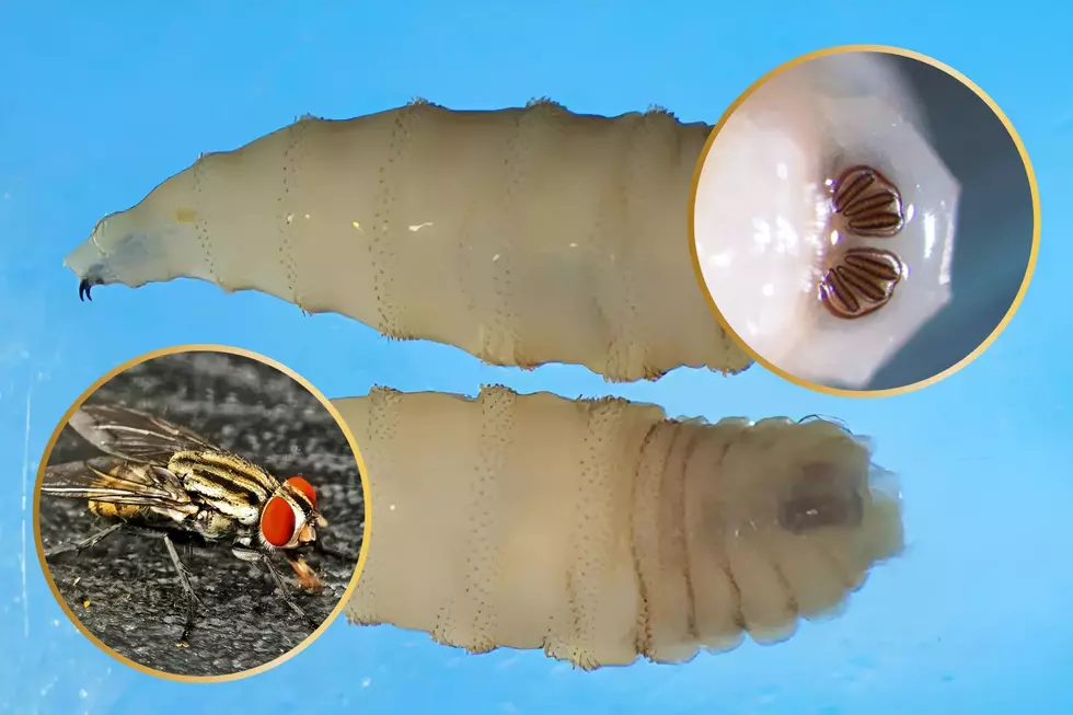 USDA Plans to Drop Flies Over Texas to Stop Flesh-Eating Maggots