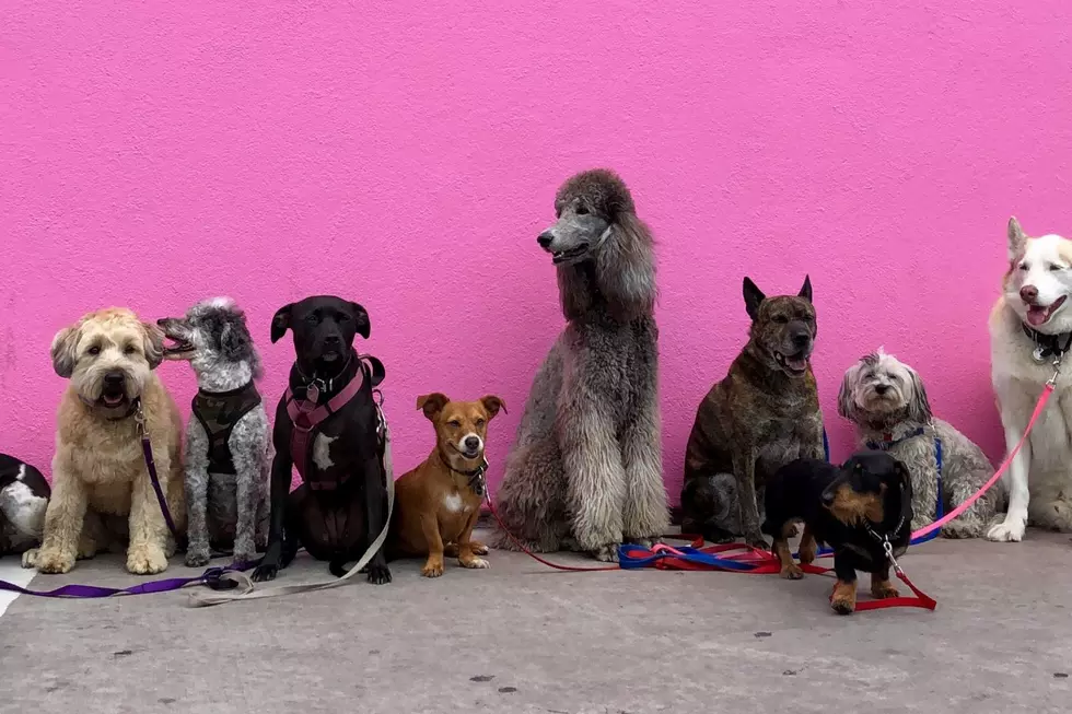 How Many Dogs Can You Own at One Time in Texas?