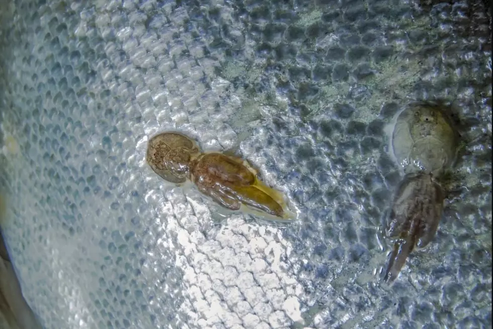 Tiny &lsquo;Sea Lice&CloseCurlyQuote; Are Creeping Out Texas Beachgoers