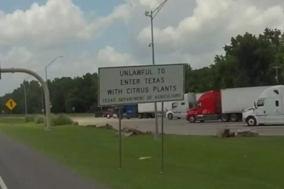 Is it Illegal to Bring a Citrus Plant into the State of Texas?