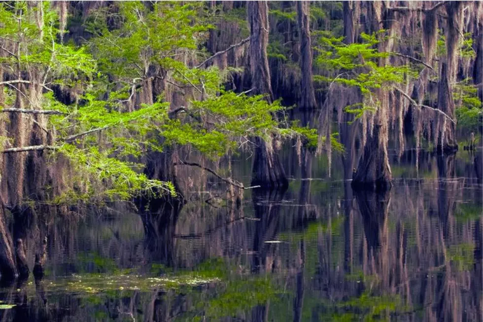 The Strange Legends and Mysterious Creatures of Caddo Lake
