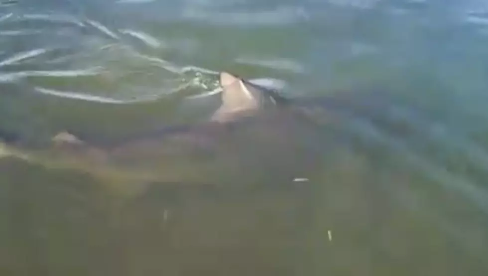 World’s Scariest Water Hazard in Golf Includes Sharks [VIDEO]