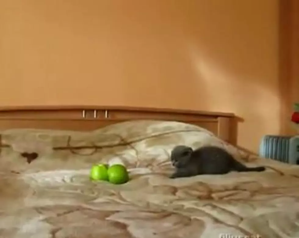 Cat Versus Two Scary Green Orbs [VIDEO]